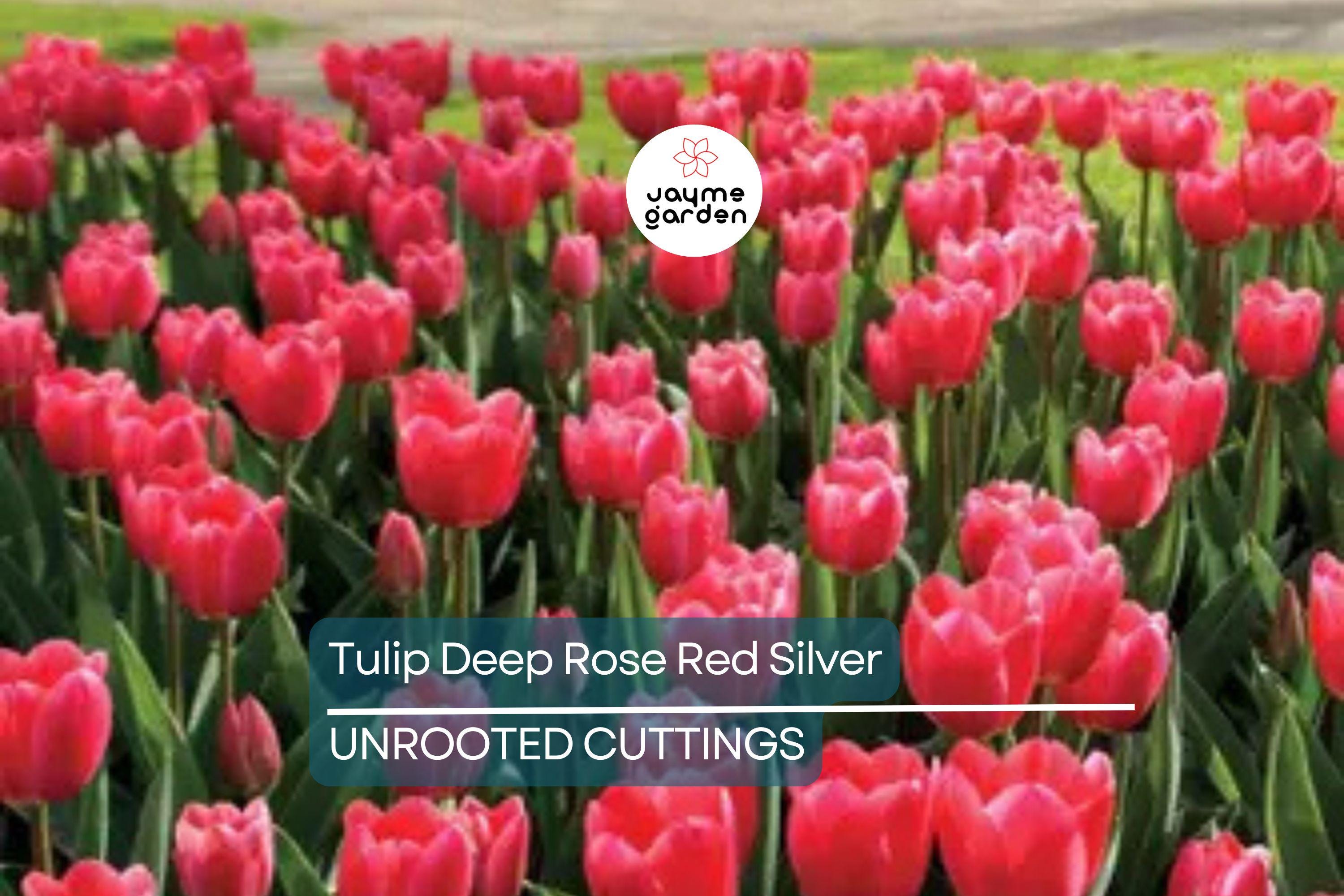 Tulip Spryng Tide Bulbs - 5 Deep Rose Red & Silver Sheen Bulbs, Fragrant, Weather-Resistant, USDA Zones 3-8