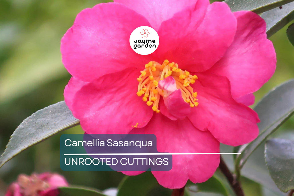 4 Pink ‘n Yellow Camellia Sasanqua Cuttings (5”+) - Shishi Gashira Evergreen Shrub