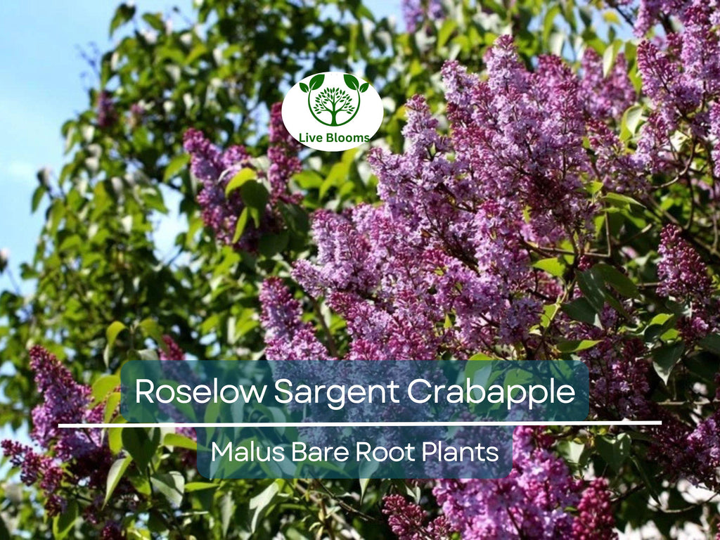 1 Roselow Sargent Crabapple Tree – 8–10" Live Bare Root Plant – Spring Blooms, Compact Ornamental, Wildlife-Friendly