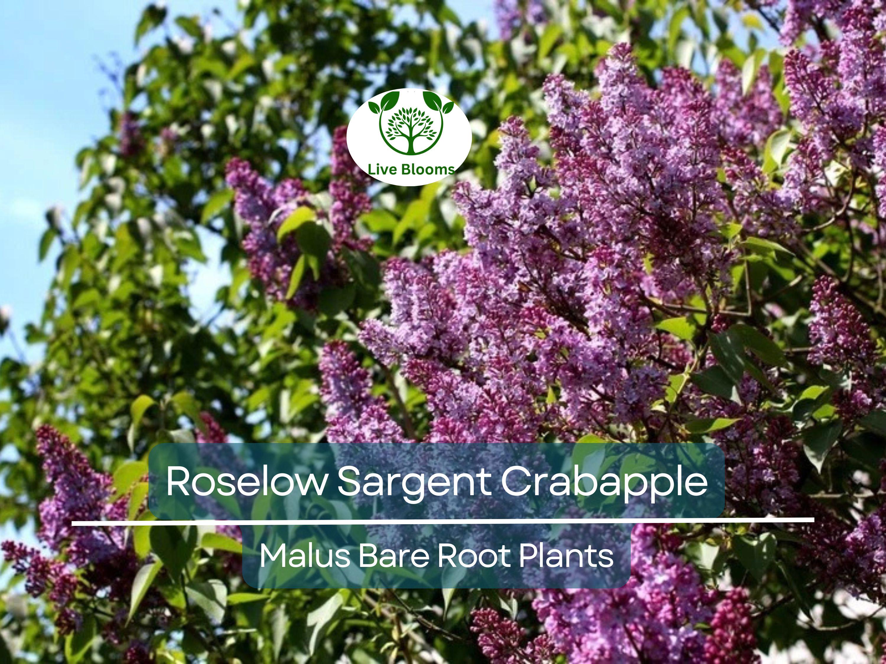 1 Roselow Sargent Crabapple Tree – 8–10" Live Bare Root Plant – Spring Blooms, Compact Ornamental, Wildlife-Friendly