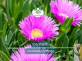 30x Magenta Delosperma Cooperi Hardy Ice Plant Unrooted Cuttings 5-6" | Vibrant Ground Cover, Easy Rooting, Perfect for Garden & Landscaping