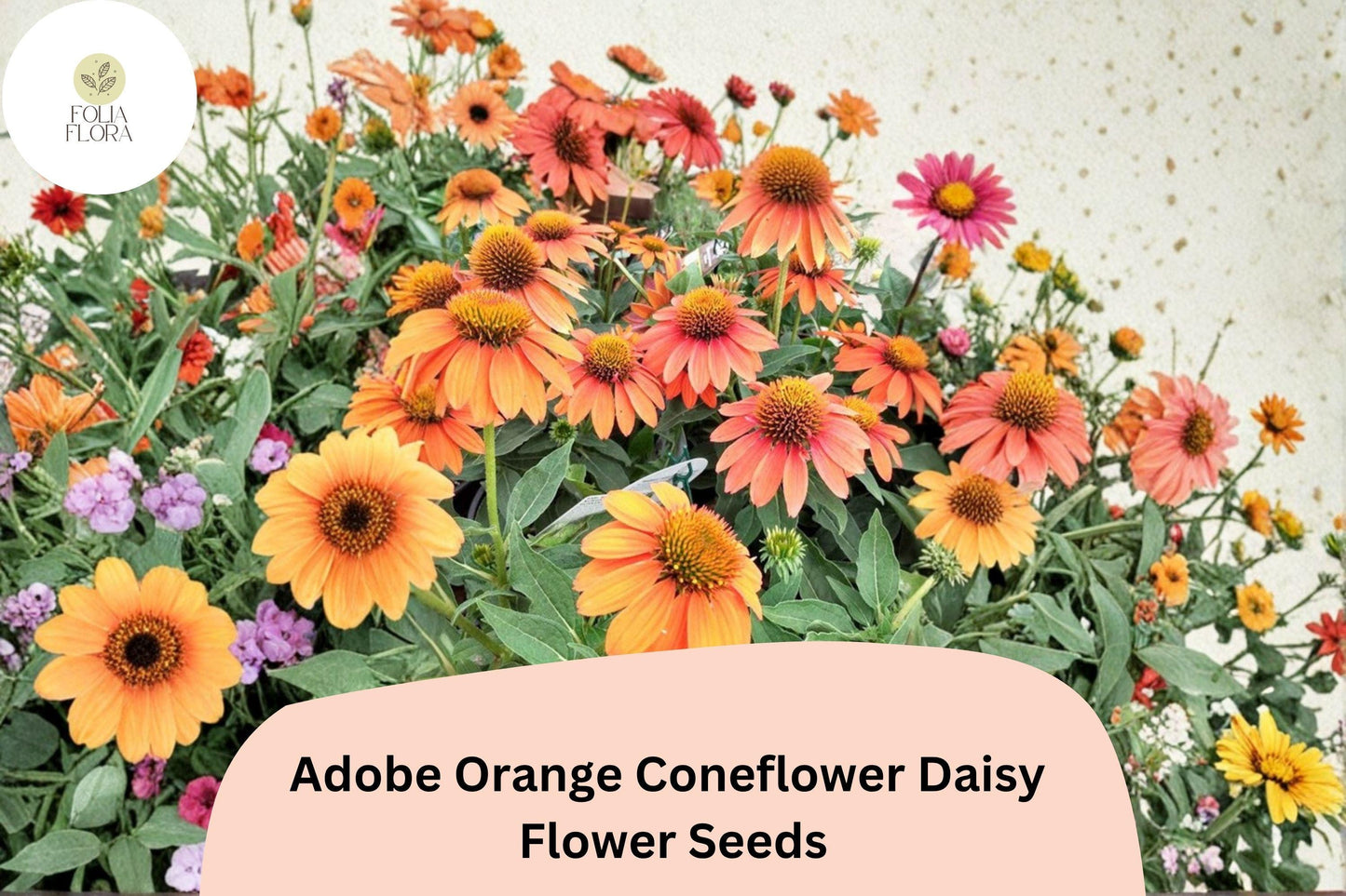 200+ Adobe Orange Coneflower Daisy Seeds | Rudbeckia hirta | Bright Orange Garden Flowers for Pollinators & Borders