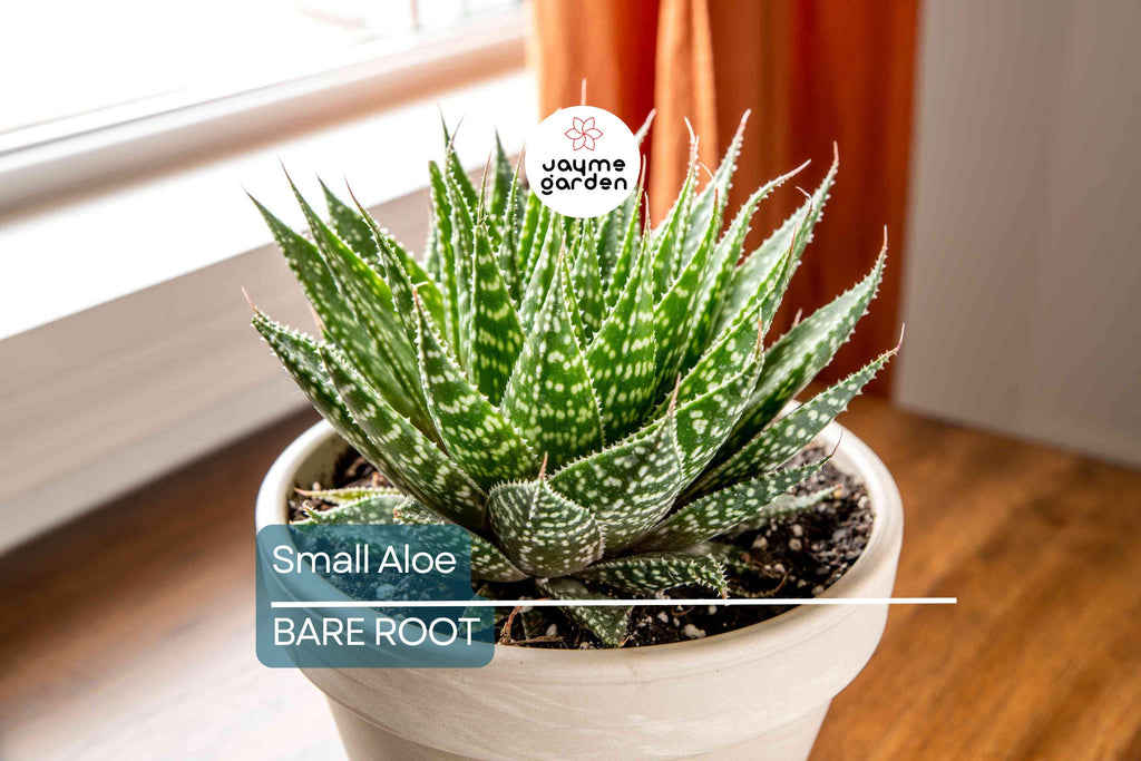 5 Small Aloe Vera Plants - Bare Root Live Plants Ready to Plant - Easy Care Succulent