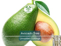 3 Avocado Unrooted Cuttings for Grafting 4"-7" | Persea americana | Fresh Avocado Tree Propagation | High-Quality Grafting Cuttings