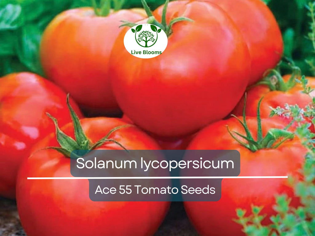 100 mg Ace 55 Tomato Seeds - Solanum lycopersicum | Heirloom, Low-Acid Red Tomato for Planting, Home Garden, Perfect for Slicing & Cooking