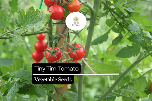 15 Seeds Tiny Tim Tomato (Solanum lycopersicum) - Dwarf Cherry Tomato, Compact Garden Tomato Variety