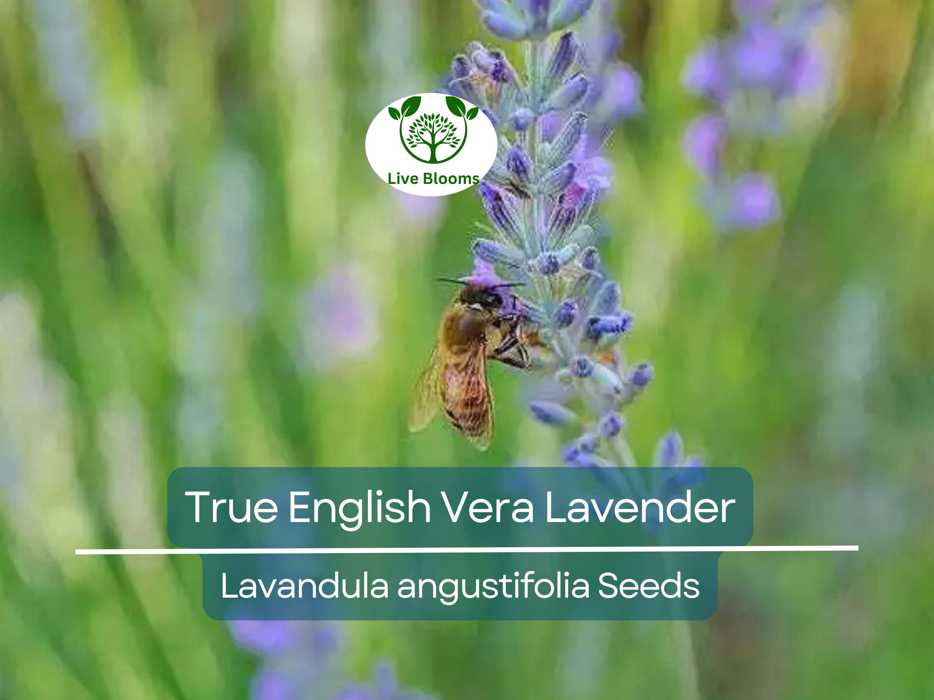 500 Seeds LAVENDER True English Vera (Lavandula angustifolia), Fragrant Perennial Flowers, Non-GMO, Perfect for Gardens, Aromatherapy