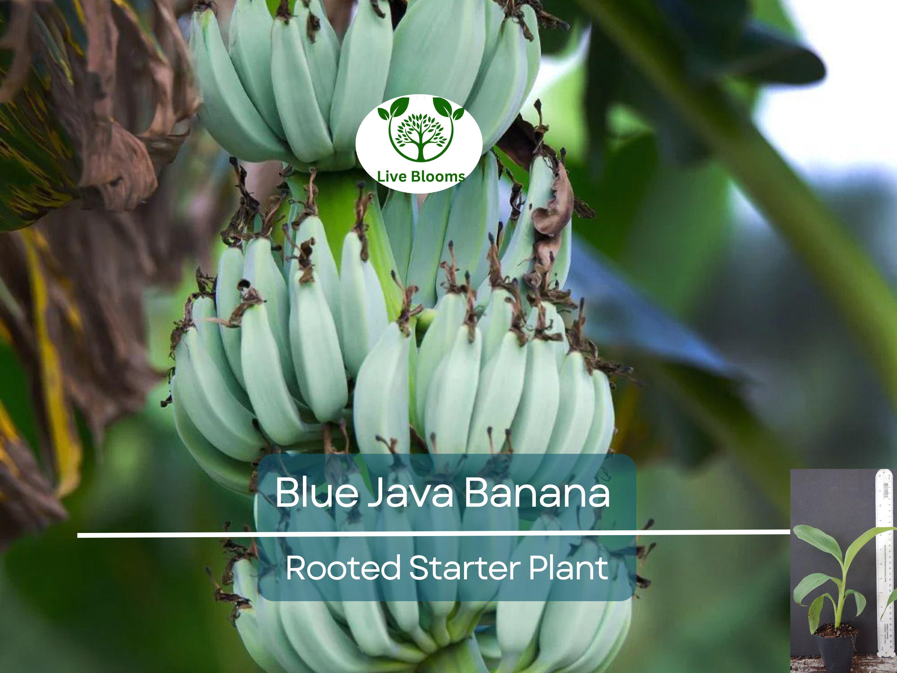 1 Musa Ice Cream (Blue Java) Banana Tree - Small Live Rooted Starter Plant, Tropical Blue Bananas, Unique Fruit, Home Garden or Containers