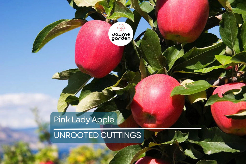 1 Pink Lady Apple Scions – 5" Organic Non-GMO Cuttings for Grafting Fruit Trees