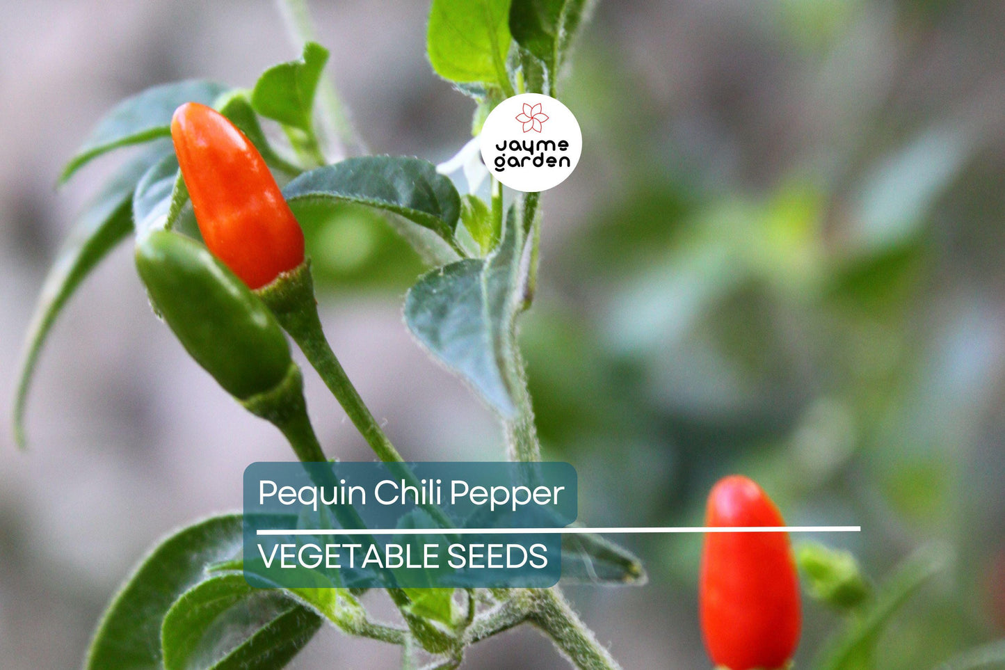 50+ Pequin Chili Pepper Seeds - 24" Hot Piquin Bird Pepper - NON-GMO USA