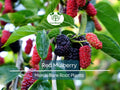 3 Red Mulberry Trees – Morus Rubra Live Bare Root Fruit Tree 12–24 Inches Tall – Native Shade Tree with Sweet Berries