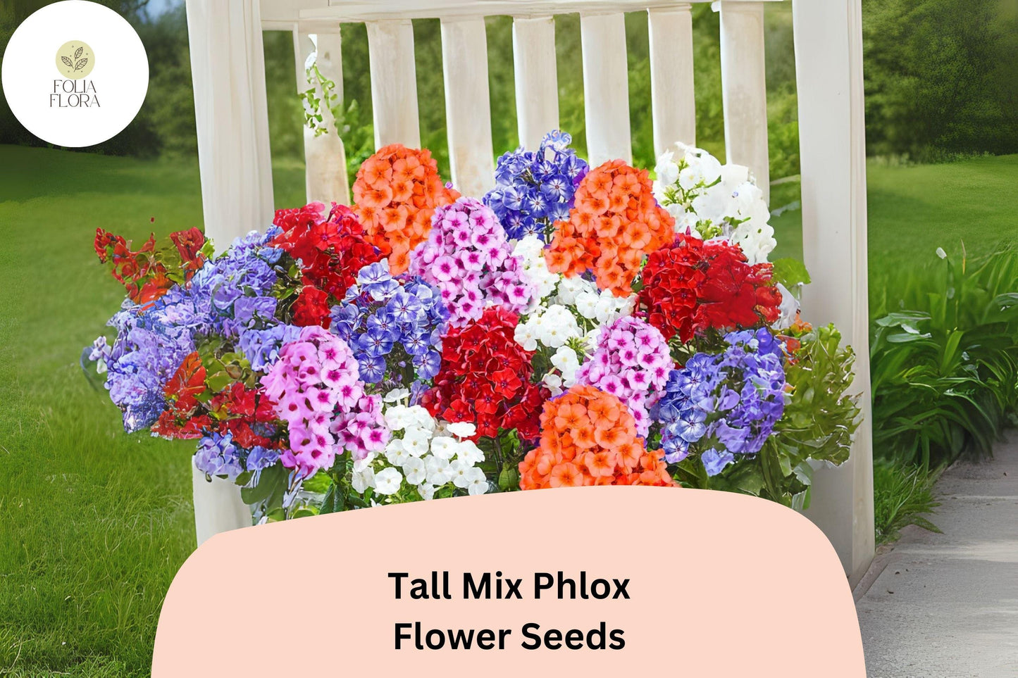 100+ Tall Mix Phlox Seeds – Perennial Garden Flowers, Phlox paniculata Blend