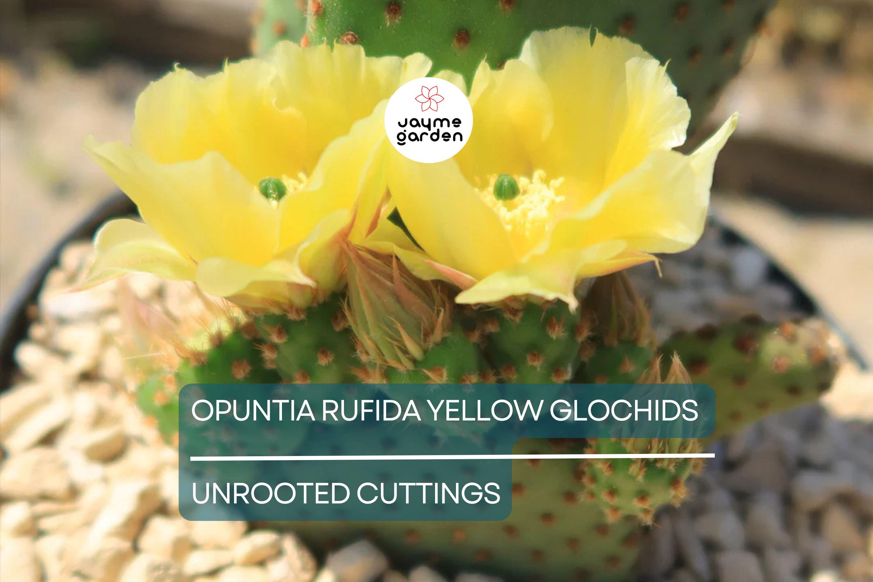 Opuntia Rufida Yellow Glochids Cactus Cutting 6-8 Inches - Bunny Ears Variety - Treated for Easy Rooting