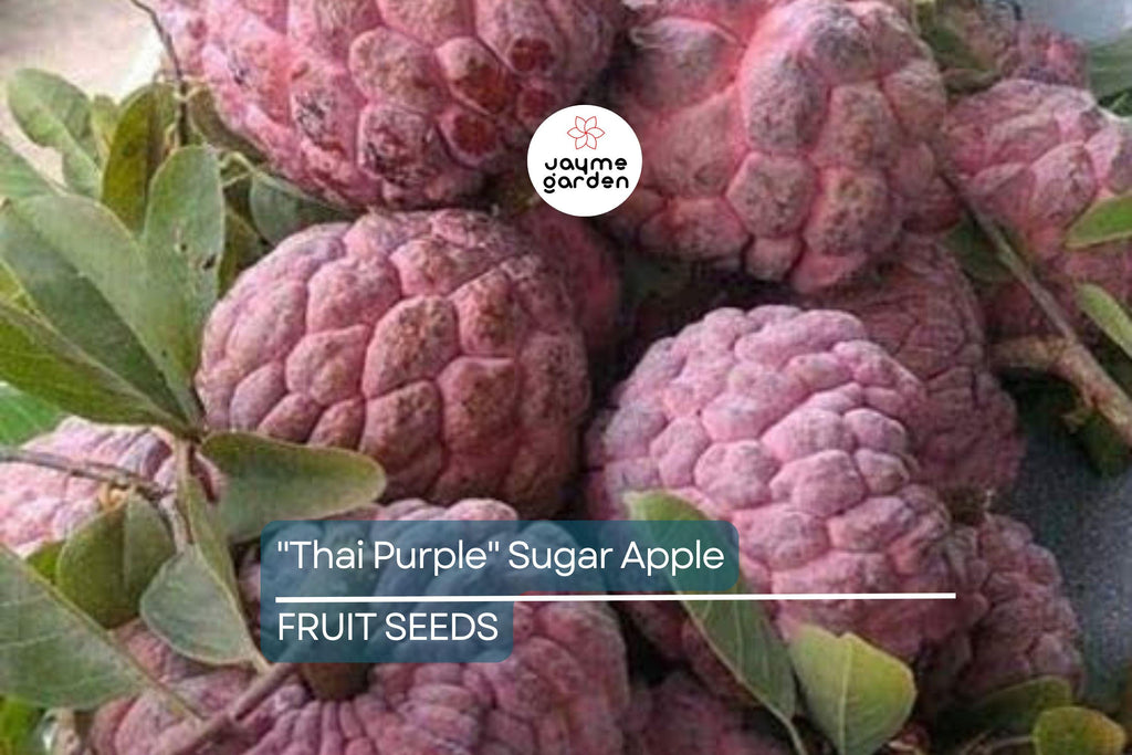 10 Thai Purple Sugar Apple Seeds (Annona squamosa) – Rare Sweet Tropical Fruit Tree