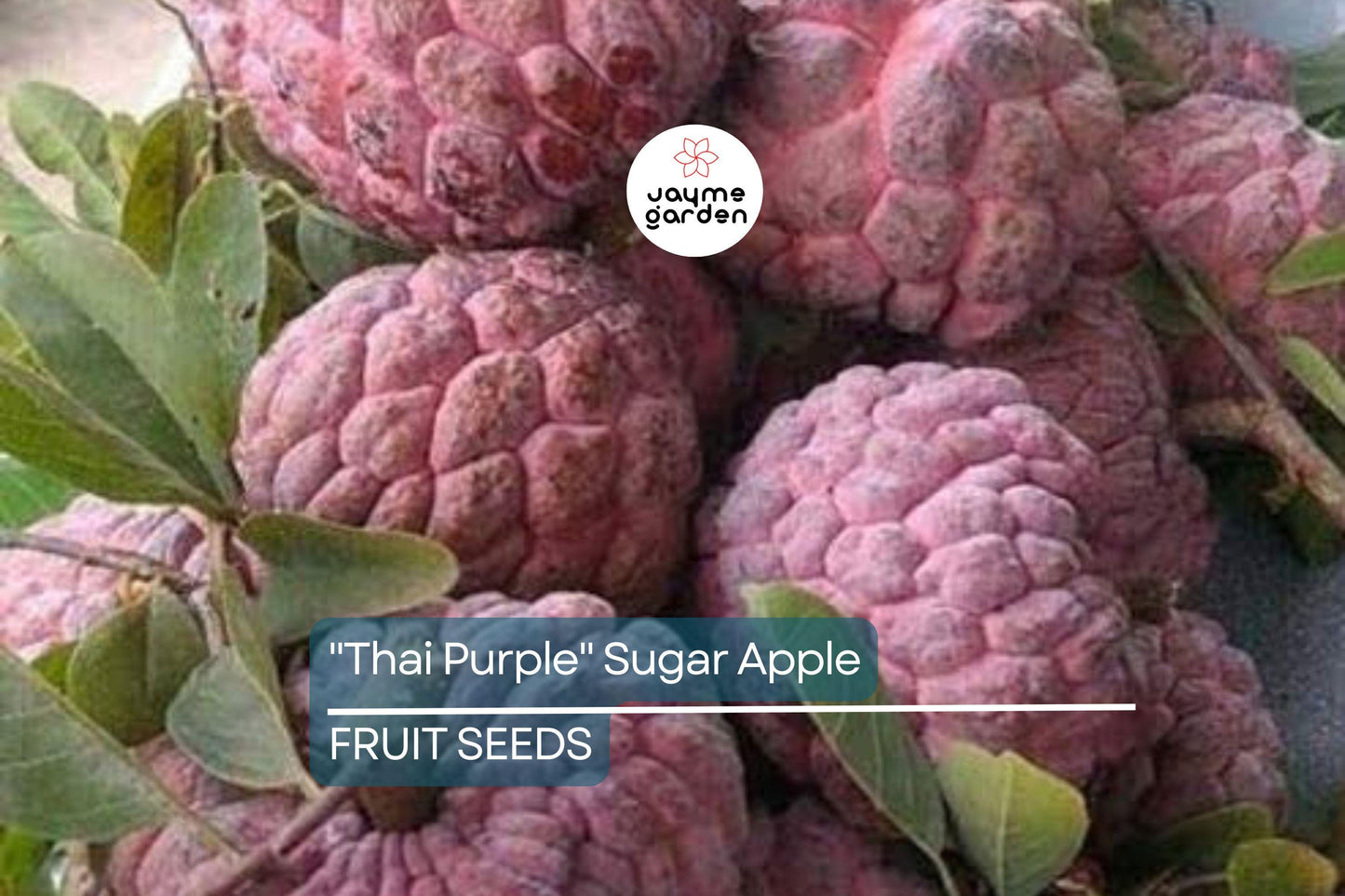 10 Thai Purple Sugar Apple Seeds (Annona squamosa) – Rare Sweet Tropical Fruit Tree