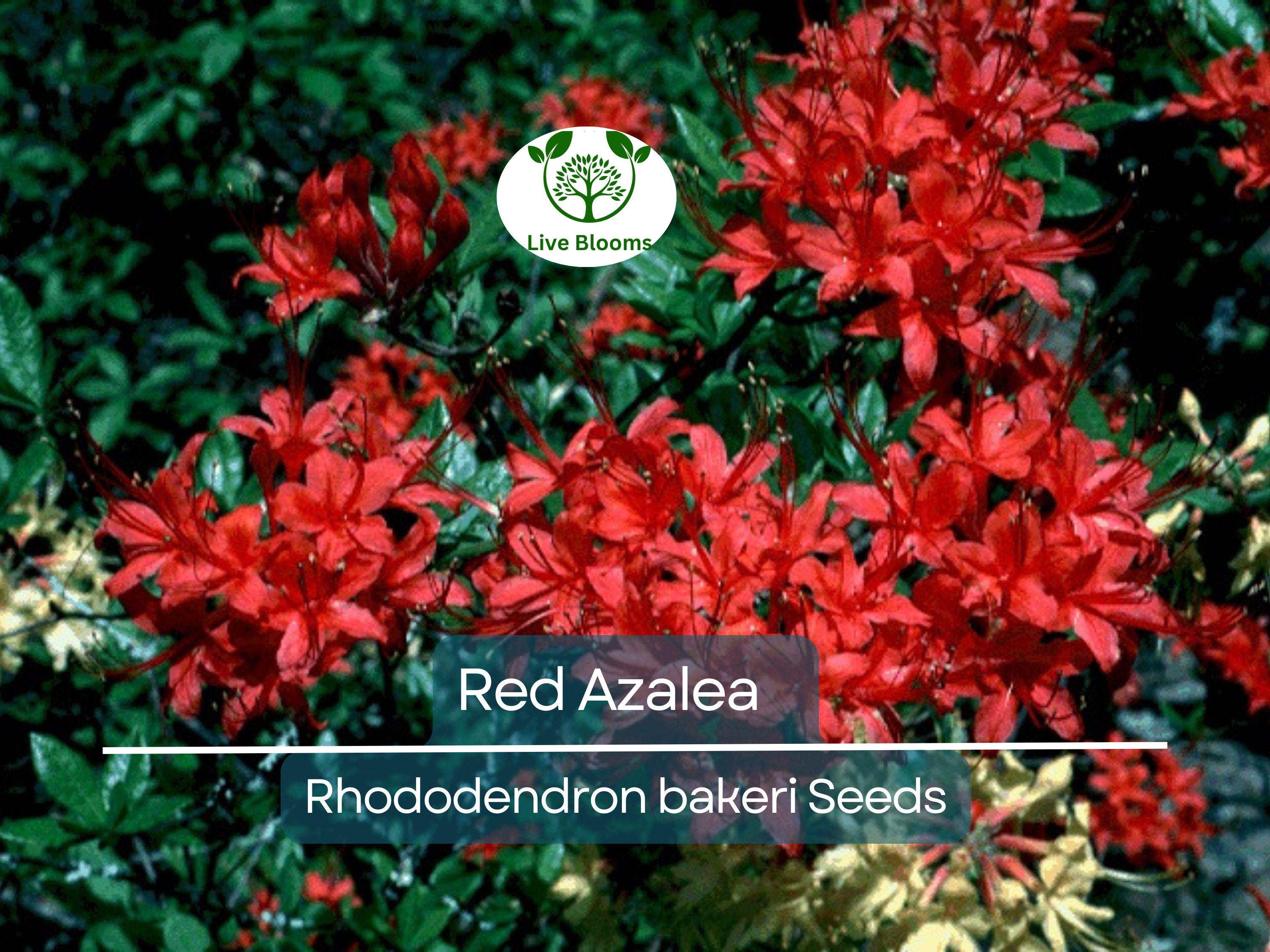 50 Red Azalea Seeds (Rhododendron bakeri) | Cumerland Azalea Flowering Bush | Bright Red Blooms, Hardy, Perfect for Landscaping & Gardens