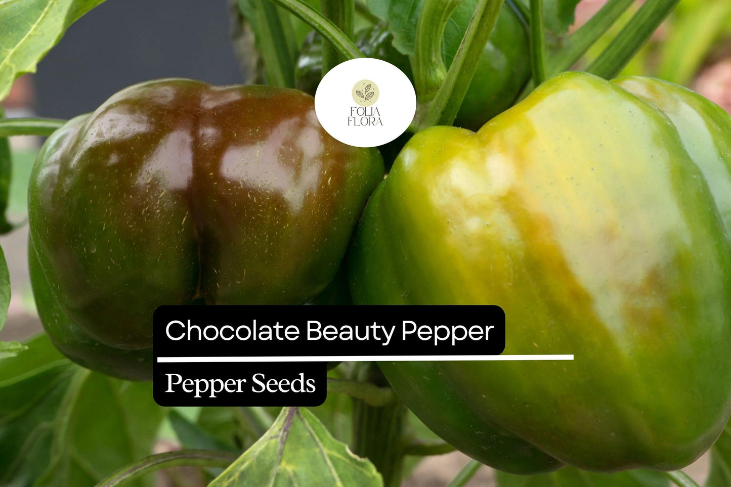 25 Chocolate Beauty Pepper Seeds – Capsicum annuum – Sweet Bell Pepper, Rich Chocolate Color, Non-GMO, Heirloom, Crisp & Juicy