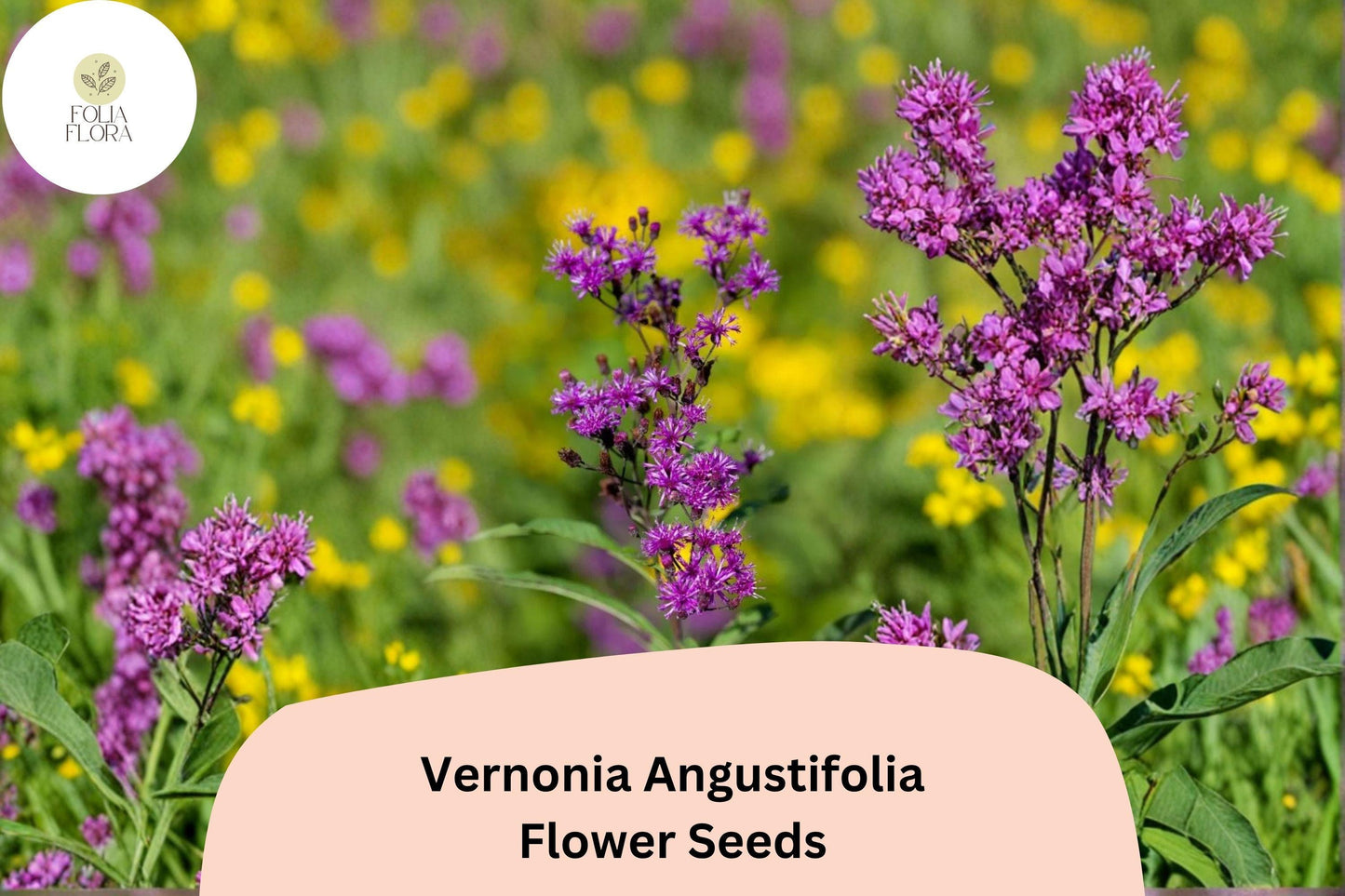 100 Vernonia angustifolia Seeds | Narrowleaf Ironweed | Purple Native Wildflower for Pollinator & Butterfly Garden