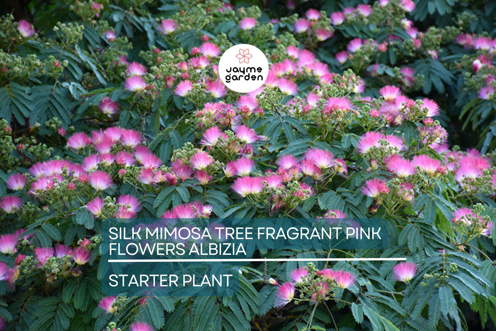 2 Pink Silk Mimosa Trees Fragrant Powder Puff Flowers | 6" Seedlings | Attracts Butterflies & Hummingbirds | Dormant Winter Shipping