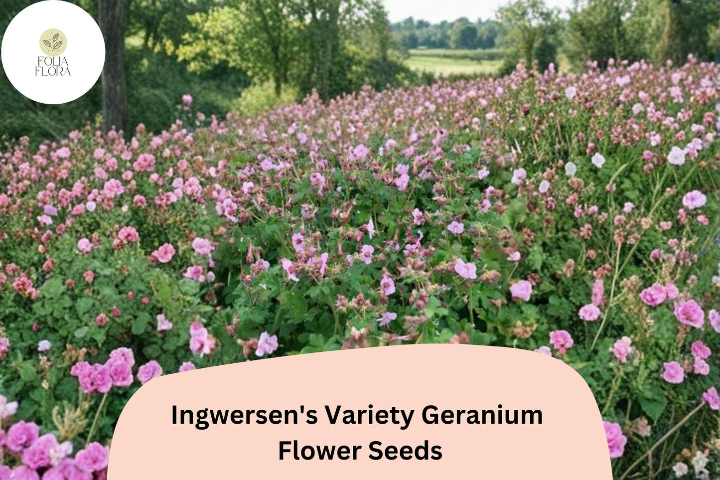 25+ Ingwersen's Variety Geranium Seeds for Garden Planting – Pink Flowers, Hardy Perennial, Easy to Grow