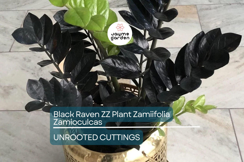 Black Raven ZZ Plant Cutting | Zamiifolia Zamioculcas | 2 Node Fresh Cutting | Pet Safe, Indoor Plant |