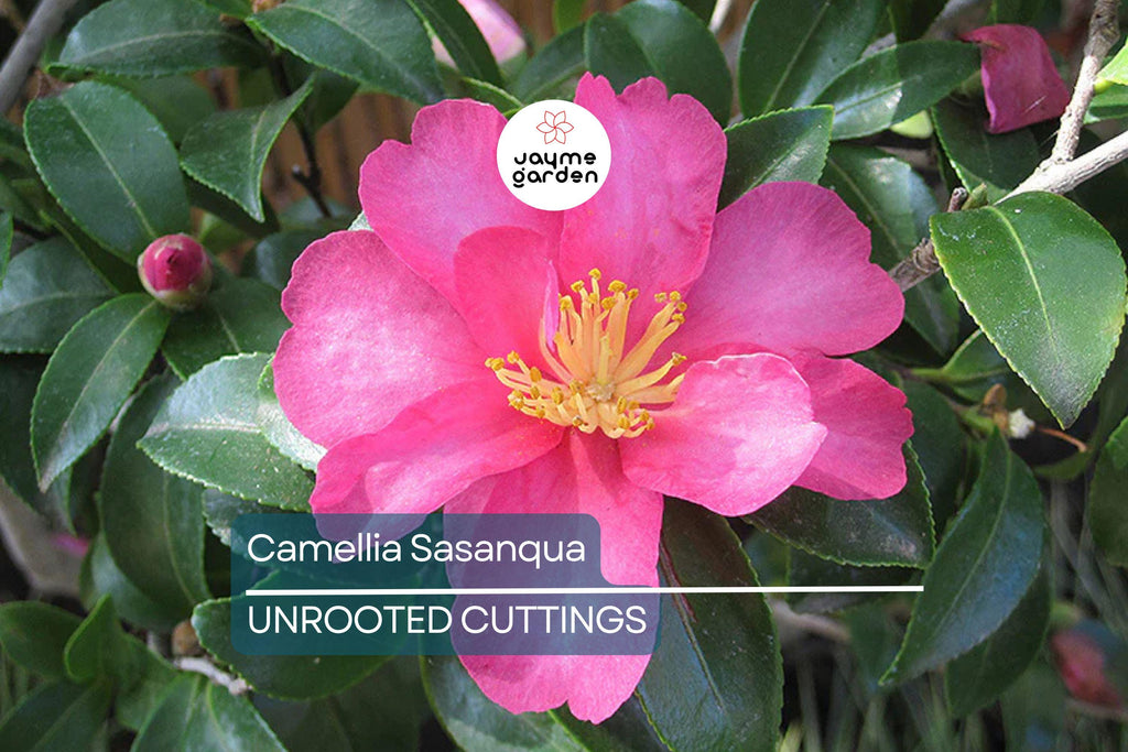 4 Pink ‘n Yellow Camellia Sasanqua Cuttings (5”+) - Shishi Gashira Evergreen Shrub