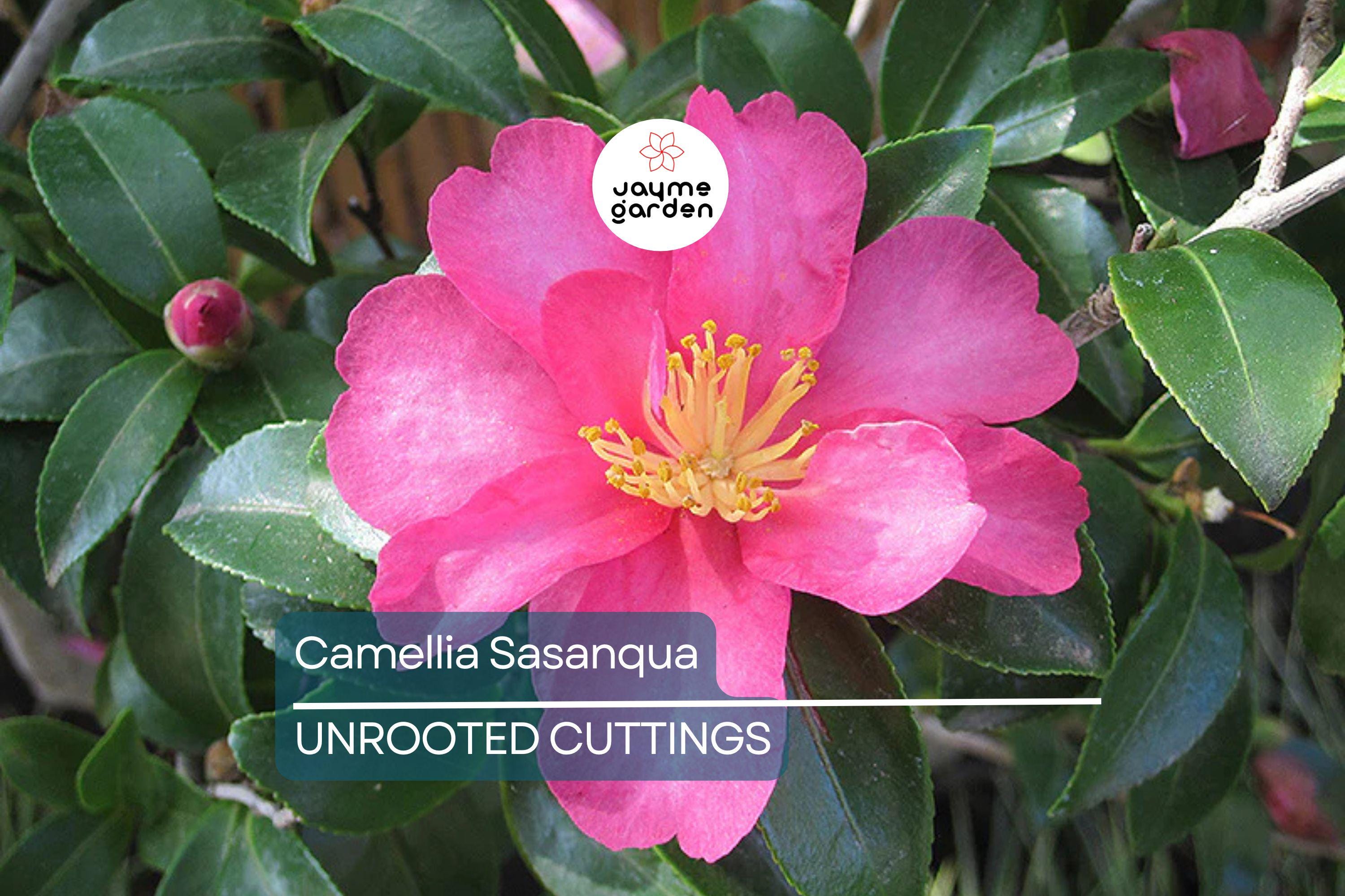 4 Pink ‘n Yellow Camellia Sasanqua Cuttings (5”+) - Shishi Gashira Evergreen Shrub