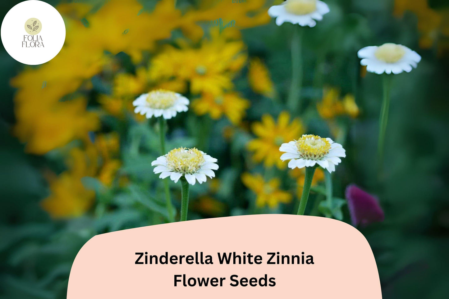 100+ Zinderella White Zinnia Seeds – Unique Double Bloom Non-GMO Annual Flowers for Garden Planting & Bouquets