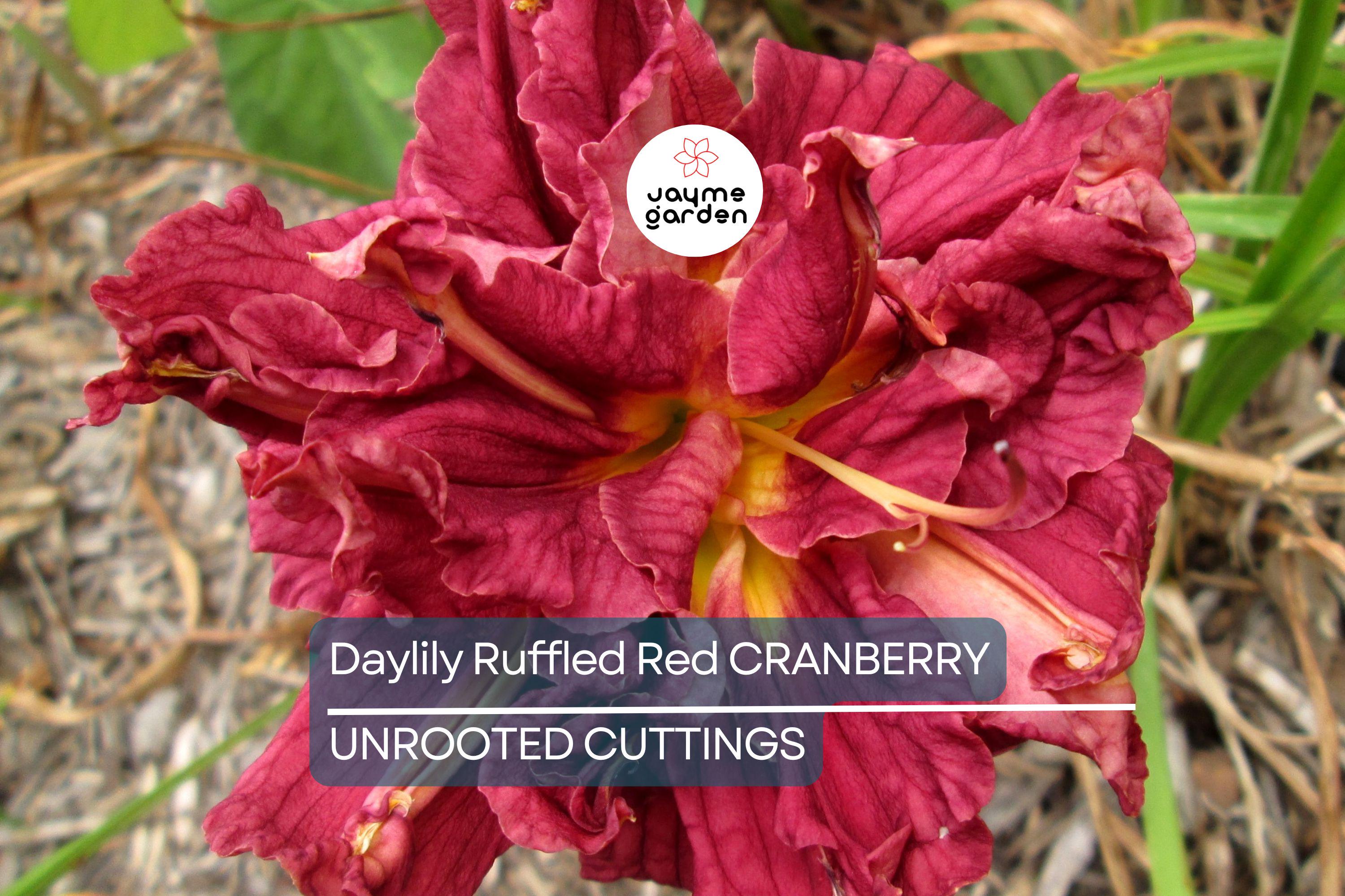 Cranberry Baby Daylily - Ruffled Red Blooms, Dwarf, Re-Blooming, Attracts Pollinators, USDA Zones 3-10