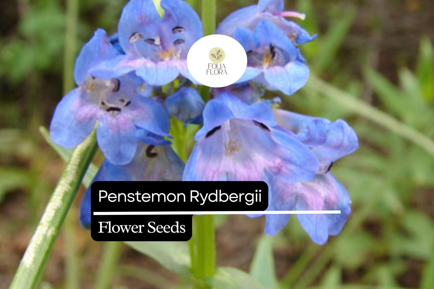 100mg Penstemon rydbergii - Rydberg's Penstemon Seeds, Native Perennial for Pollinator Gardens