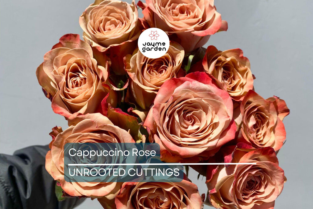Cappuccino Rose Crepe Myrtle - 3 Cuttings for Rooting or Grafting - Fast-Growing