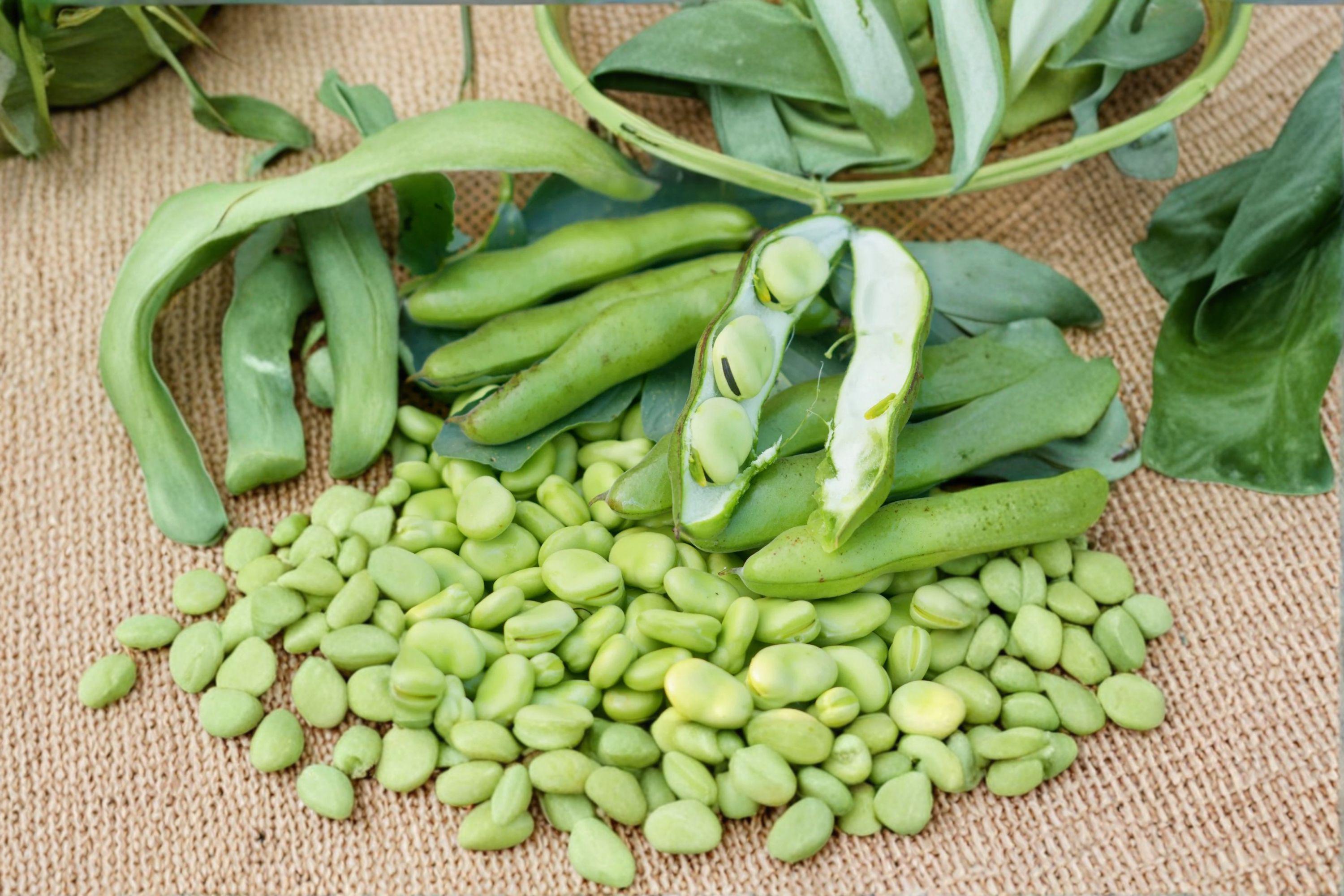 Fava Bean 10 Seeds | Cool-Season Vegetable | High Protein | Easy to Grow Heirloom