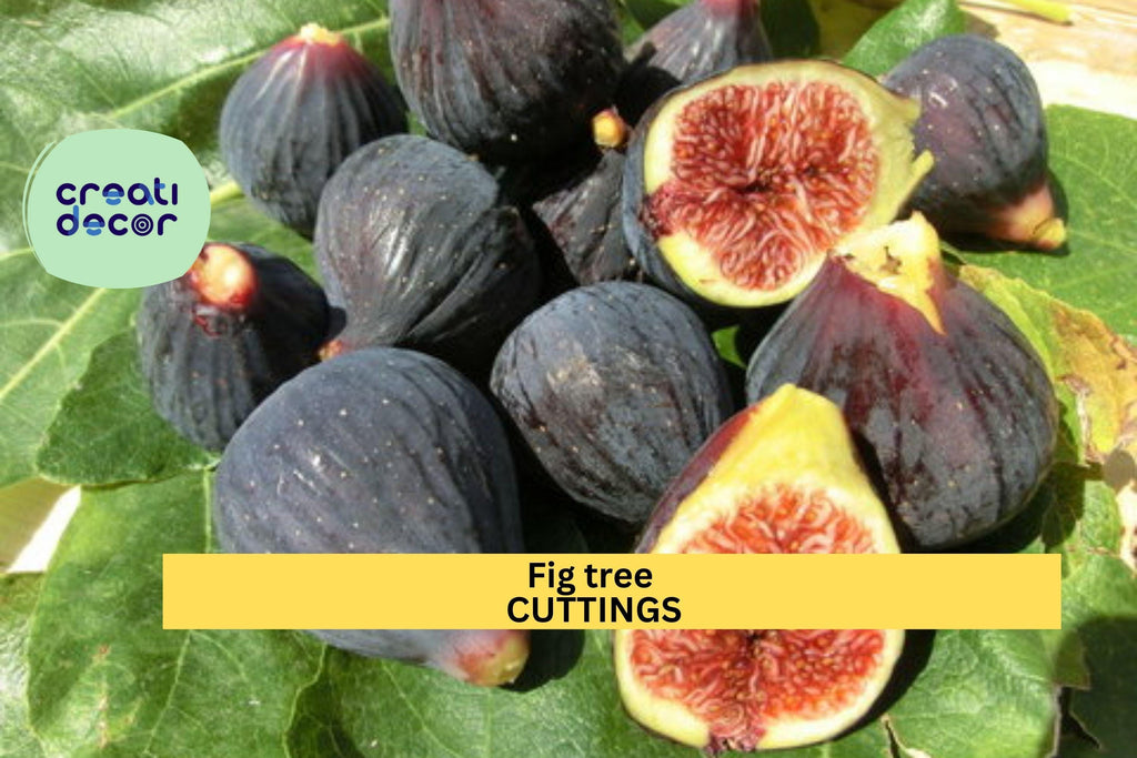 5 Ronde de Bordeaux Fig Cuttings – Early-Ripening Black Variety | Ficus carica for Pots, Orchards, or Backyard Fruit Tree Gardens