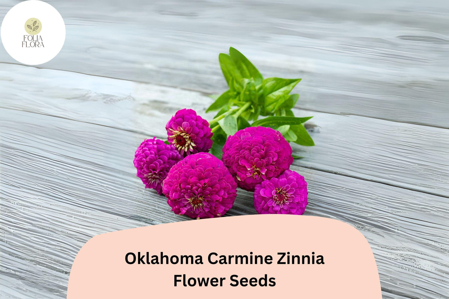 100+ Oklahoma Carmine Zinnia Seeds – Rich Rose-Red Blooms for Garden Planting, Borders & Cut Flowers
