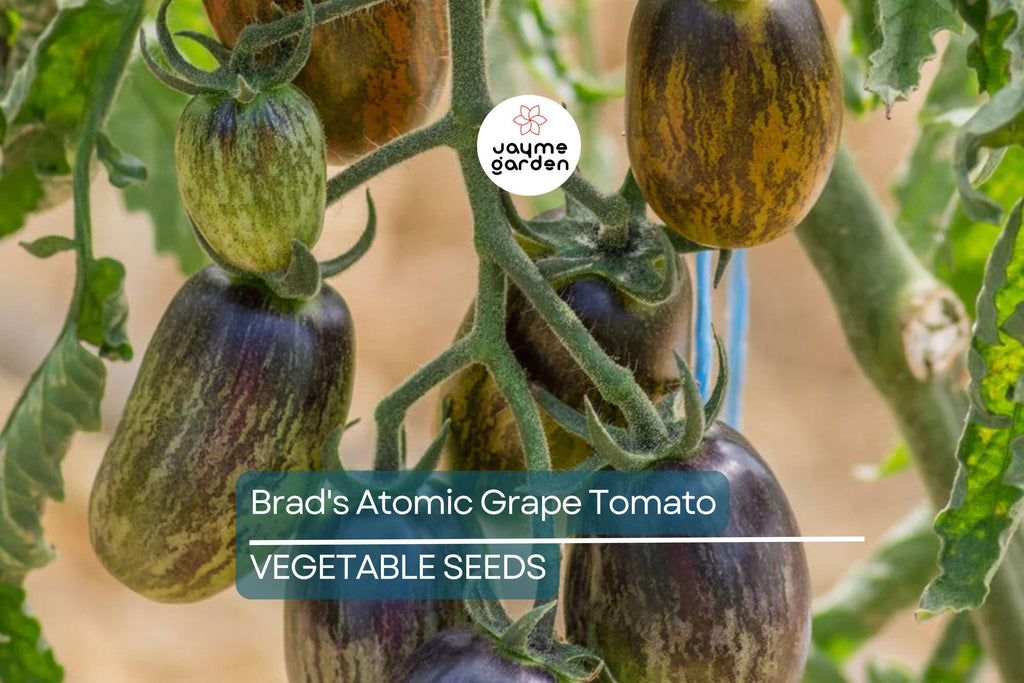 10 Seeds Brad's Atomic Grape Tomato - Rare Heirloom - Non-GMO - Colorful Stripes - Sweet Flavor - Unique Cherry Tomatoes