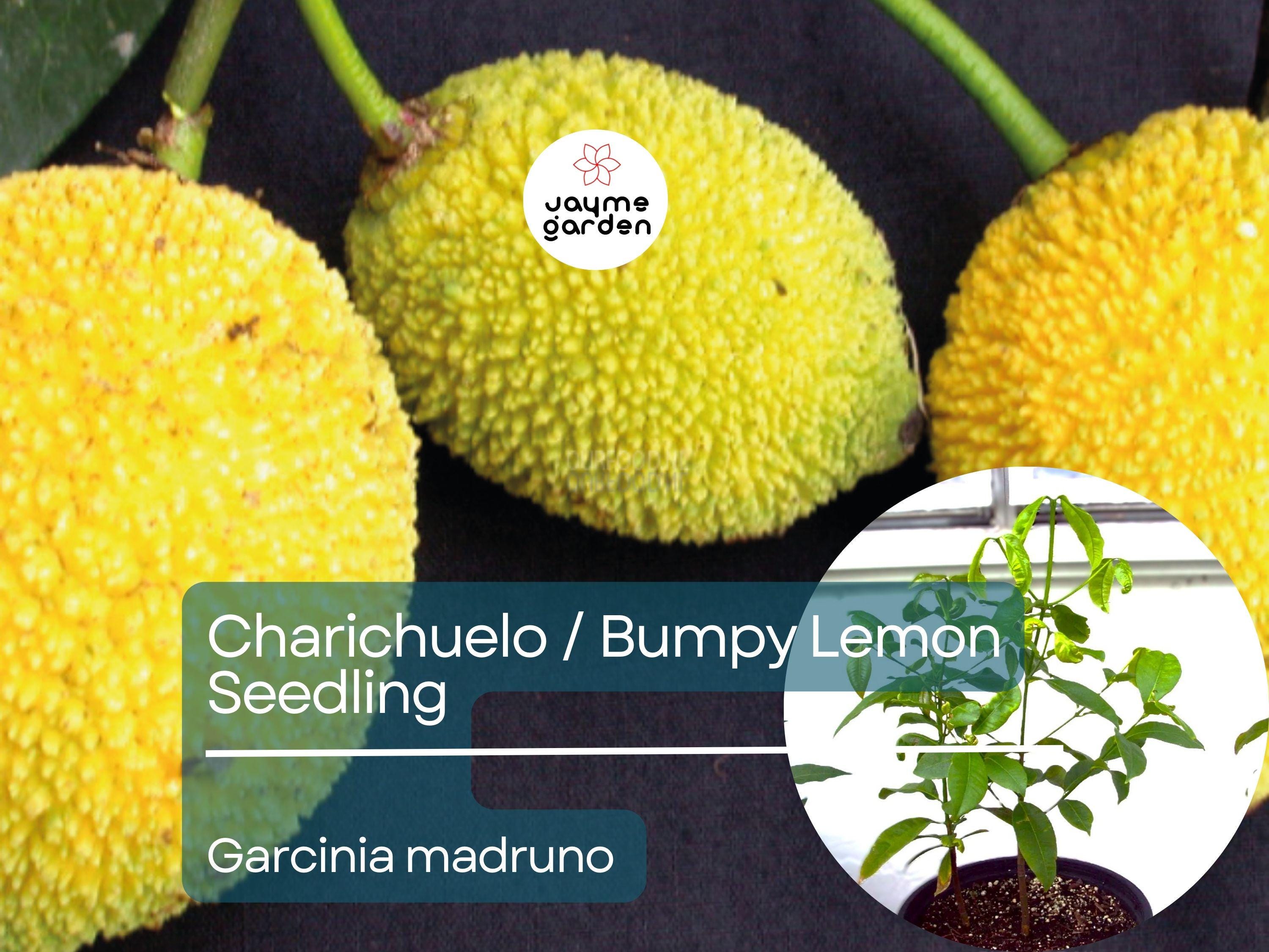 Bumpy Lemon Starter Plant Seedling - Charichuelo (Garcinia madruno) Live Tropical Fruit Tree 12″-24″ - Tangy Citrus-Like Fruit for Garden