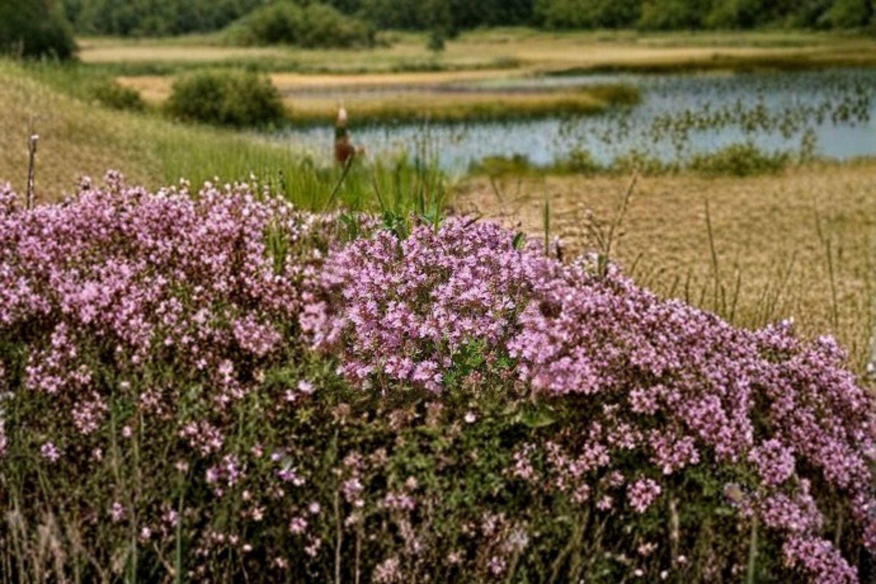 Creeping Thyme – Thymus serpyllum 100 Seeds | Fragrant Ground Cover | Perennial Herb | Pollinator Friendly