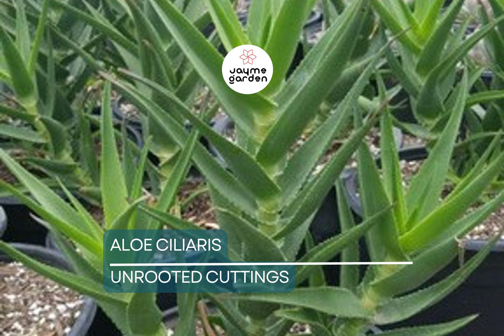 Aloe ciliaris (Climbing Aloe) Starter Cutting - 4" Succulent from South Africa, Easy to Root