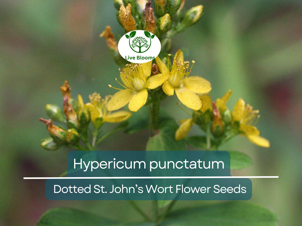 50 mg Seeds Hypericum punctatum (Dotted St. John's Wort) for Planting | Pollinator-Friendly Wildflower