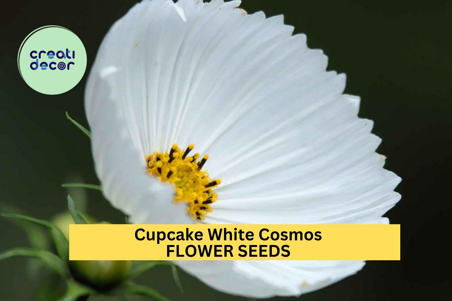 200+ Cupcake White Cosmos Seeds – Unique Cup-Shaped White Blooms for Garden Planting, Pollinator-Friendly Annuals – USA