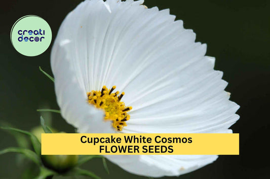200+ Cupcake White Cosmos Seeds – Unique Cup-Shaped White Blooms for Garden Planting, Pollinator-Friendly Annuals – USA