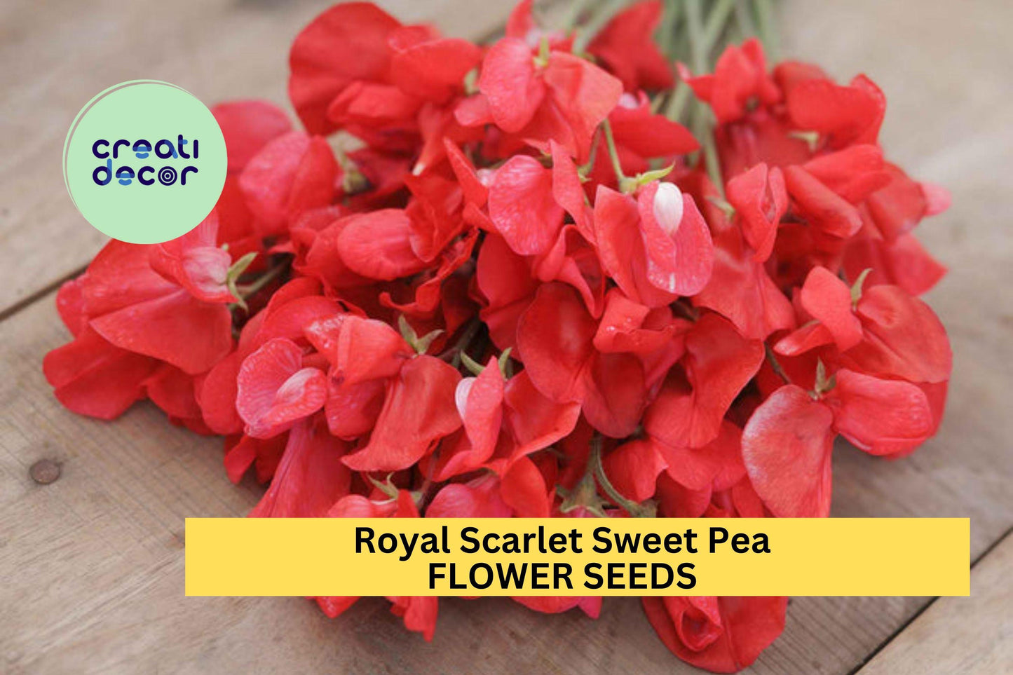 50+ Royal Scarlet Sweet Pea Seeds – Bold Red Fragrant Blooms for Garden Planting, Climbing Vines for Trellises & Bouquets – USA