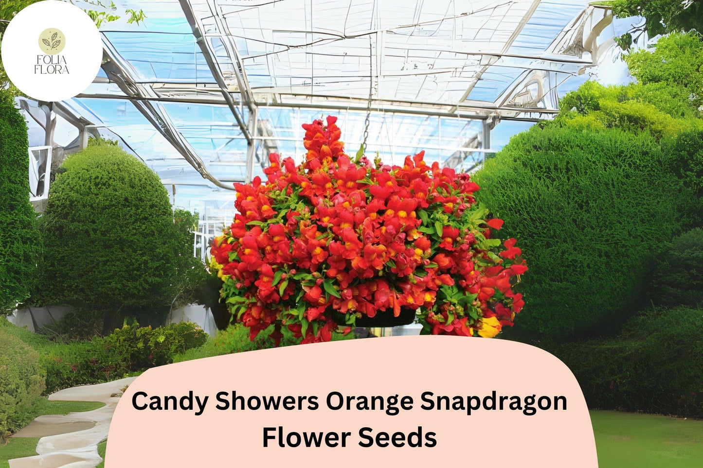 Candy Showers Orange Snapdragon Seeds (Antirrhinum majus) | 1000+ Seeds | Cascading Orange Blooms for Gardens & Hanging Baskets