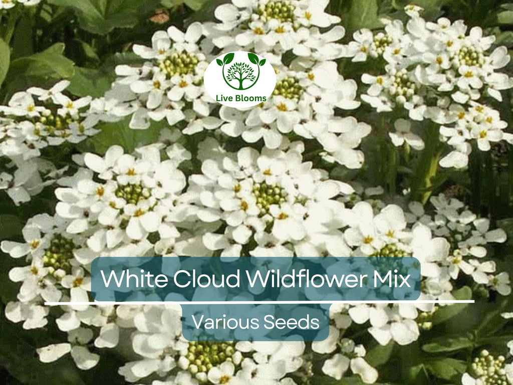 1000 Seeds White Cloud 9 Wildflower Mix – Heirloom Non-GMO White Bloom Blend for Moon Gardens, Memorial Plantings, Pollinators