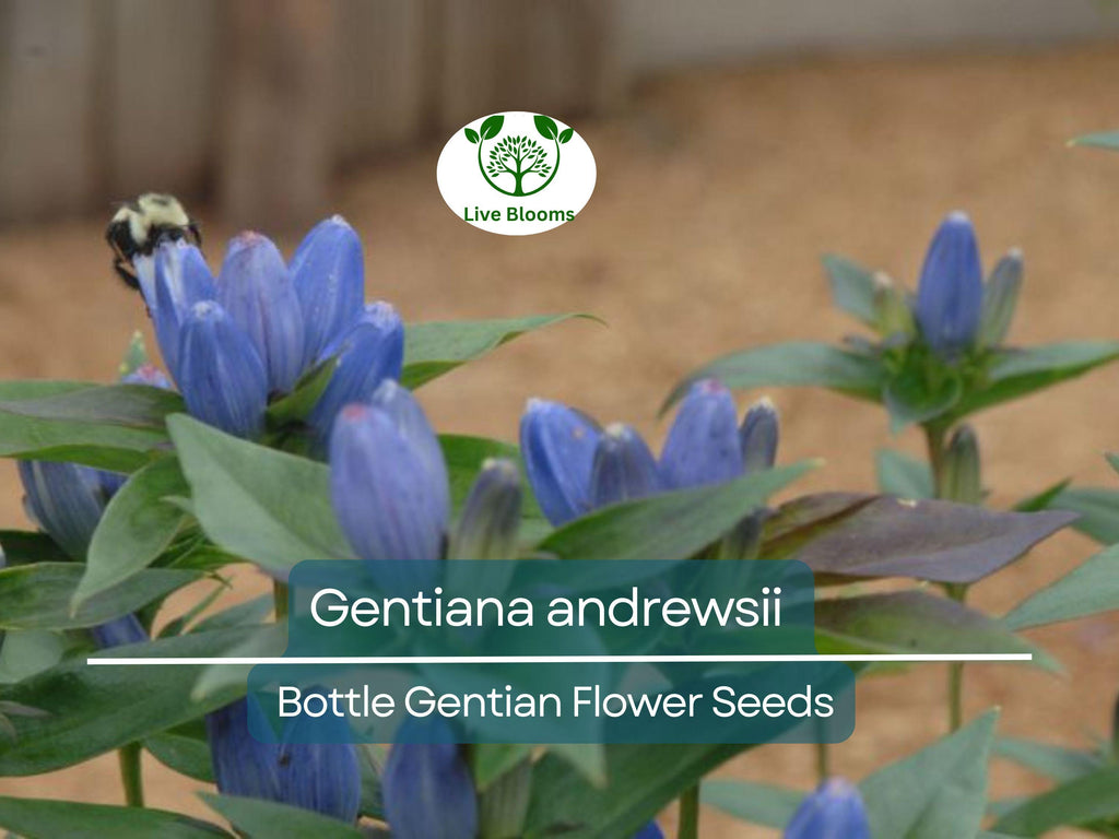 100 mg Seeds Gentiana andrewsii (Bottle Gentian) for Planting | Rare Native Wildflower for Shade Gardens & Pollinator Habitats