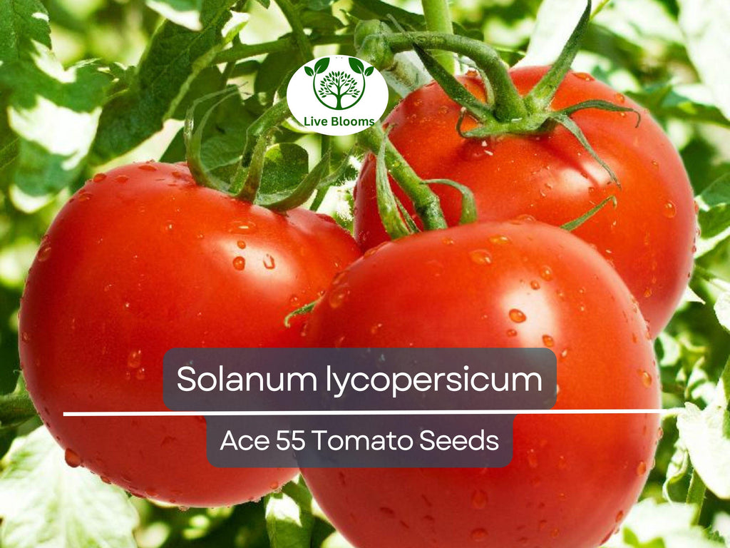 100 mg Ace 55 Tomato Seeds - Solanum lycopersicum | Heirloom, Low-Acid Red Tomato for Planting, Home Garden, Perfect for Slicing & Cooking