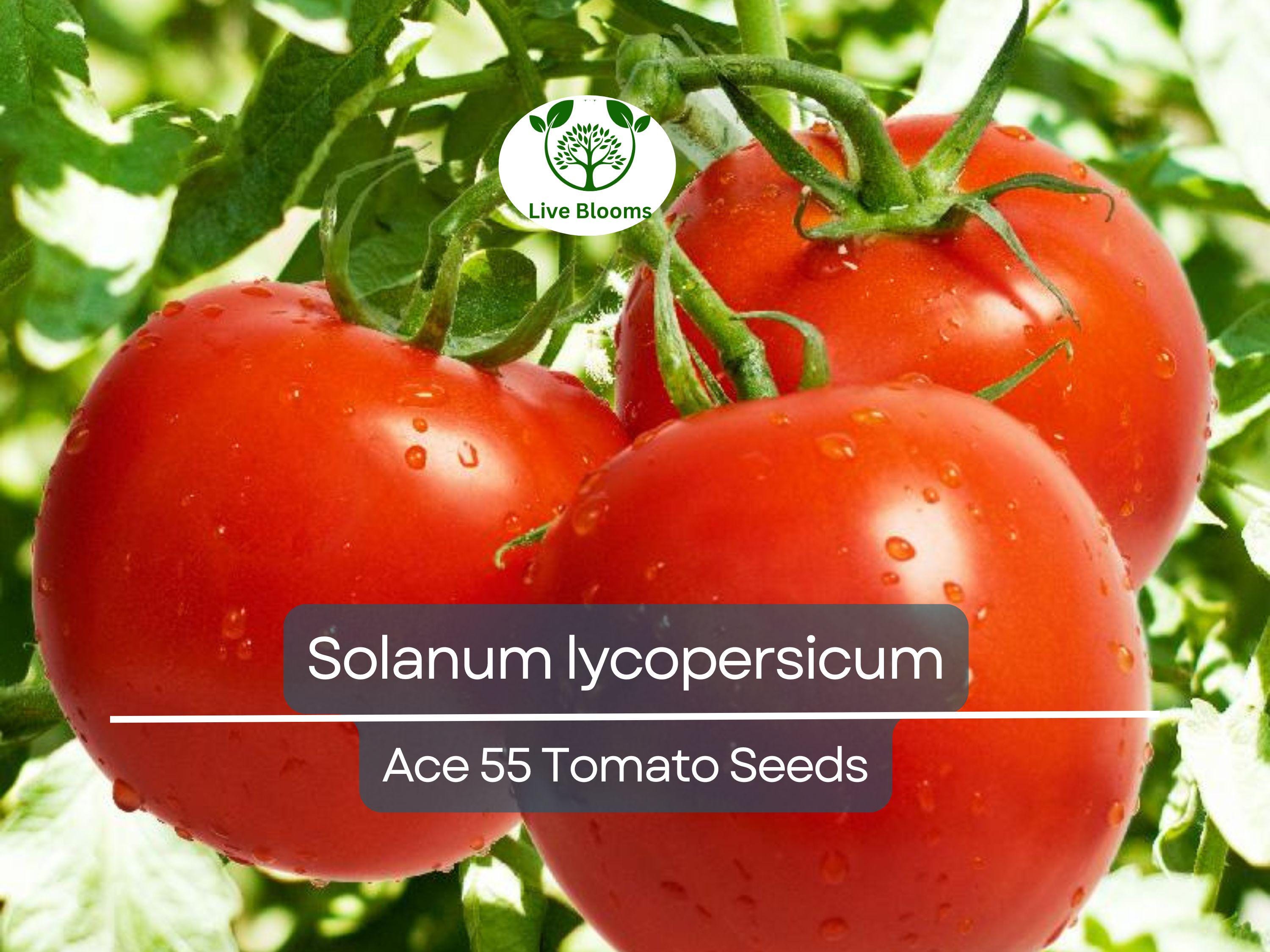 100 mg Ace 55 Tomato Seeds - Solanum lycopersicum | Heirloom, Low-Acid Red Tomato for Planting, Home Garden, Perfect for Slicing & Cooking
