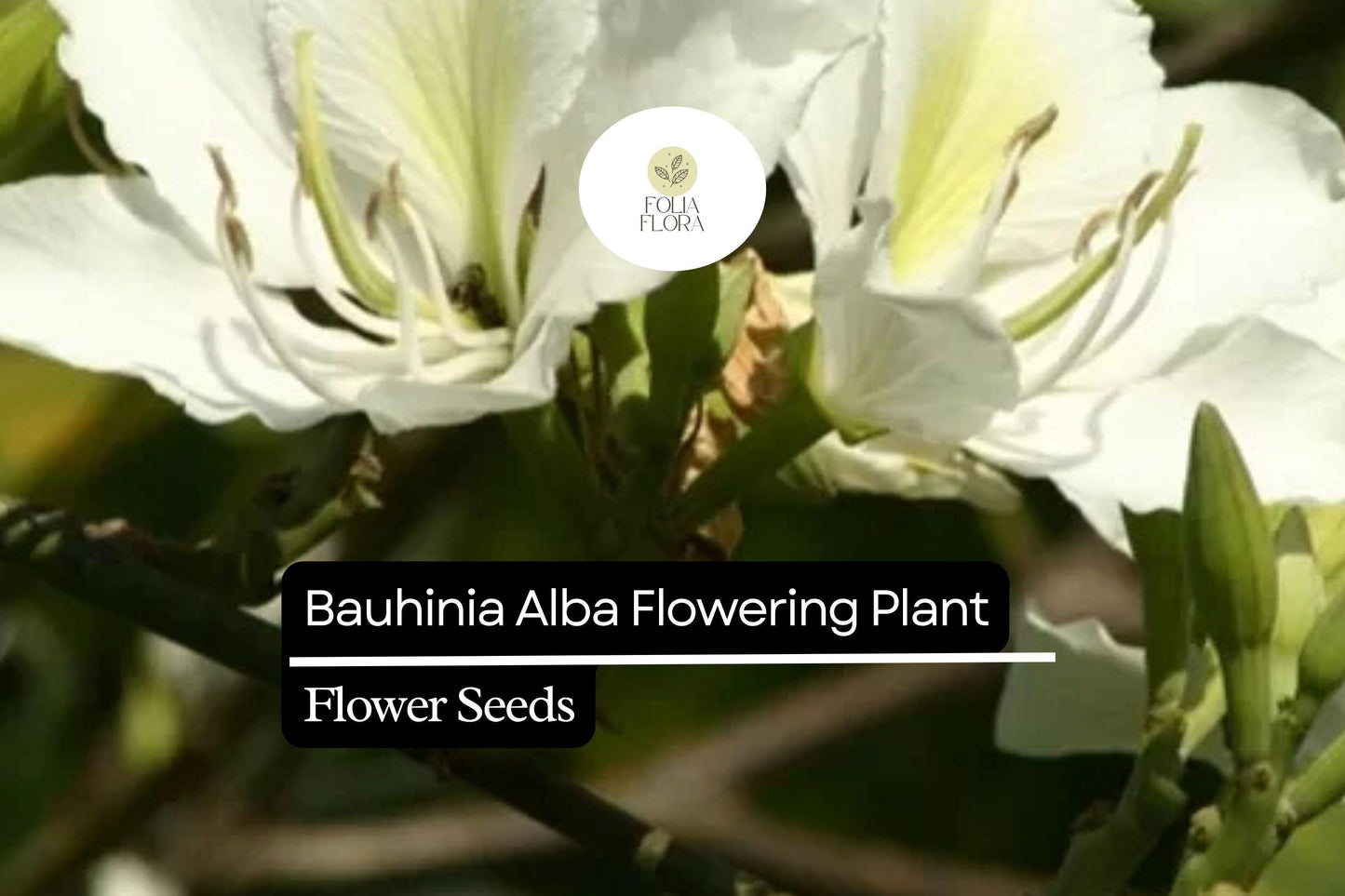 10 Bauhinia Alba Seeds | White Orchid Tree | Elegant Flowering Plant for Gardens