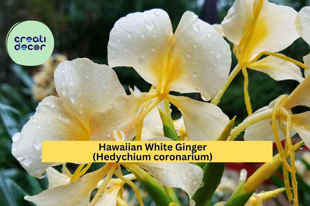 Hawaiian White Ginger Plant Roots – 4 Pack (1 Root Each) Hedychium coronarium, Fragrant Tropical Flower for Garden or Patio, Zones 8–11