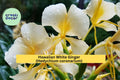 Hawaiian White Ginger Plant Roots – 4 Pack (1 Root Each) Hedychium coronarium, Fragrant Tropical Flower for Garden or Patio, Zones 8–11